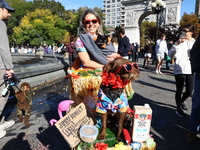 This dog is carted around as Jimmy Ruffett for the Washington Square Park Halloween Dog Parade in New York, N.Y., on October 26, 2024. (