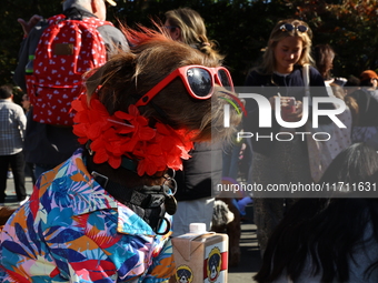 This dog is carted around as Jimmy Ruffett for the Washington Square Park Halloween Dog Parade in New York, N.Y., on October 26, 2024. (