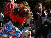 This dog is carted around as Jimmy Ruffett for the Washington Square Park Halloween Dog Parade in New York, N.Y., on October 26, 2024. (