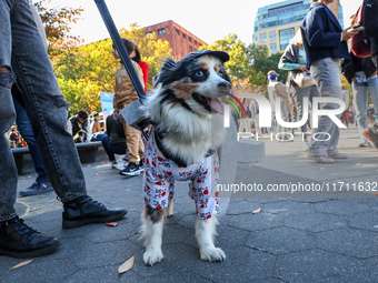 Amanda from East Harlem holds Don Julio, an Australian Shepherd who is dressed as a New York City cup of coffee for the Washington Square Pa...