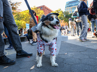 Amanda from East Harlem holds Don Julio, an Australian Shepherd who is dressed as a New York City cup of coffee for the Washington Square Pa...