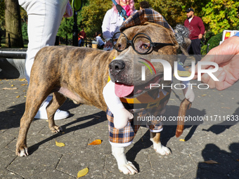 Huey the pitbull, who does not want to wear eyeglasses, poses for a photo during the Washington Square Park Halloween Dog Parade in New York...