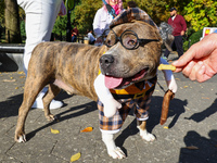 Huey the pitbull, who does not want to wear eyeglasses, poses for a photo during the Washington Square Park Halloween Dog Parade in New York...