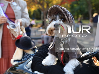 Avery Finn poses for a photo during the Washington Square Park Halloween Dog Parade in New York, N.Y., on October 26, 2024. (