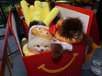 A couple dresses as McDonald's characters with a cart filled with Pomeranians dressed as hamburgers and french fries and poses for a photo d...