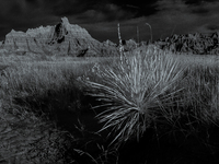 Badlands National Park protects 242,756 acres (379.3 sq mi; 982.4 km2) of sharply eroded buttes and pinnacles, along with the largest undist...