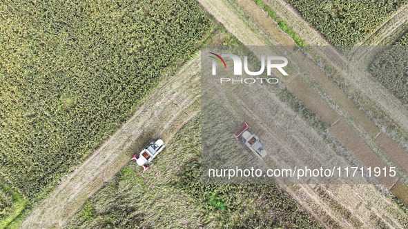 Farmers operate harvesters to harvest mature red sorghum in Suqian, China, on October 26, 2024. 