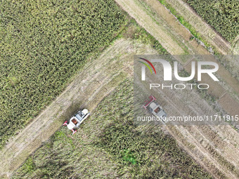 Farmers operate harvesters to harvest mature red sorghum in Suqian, China, on October 26, 2024. (