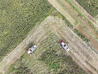 Farmers operate harvesters to harvest mature red sorghum in Suqian, China, on October 26, 2024. (