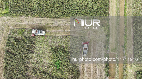 Farmers operate harvesters to harvest mature red sorghum in Suqian, China, on October 26, 2024. 