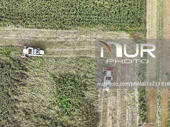 Farmers operate harvesters to harvest mature red sorghum in Suqian, China, on October 26, 2024. (