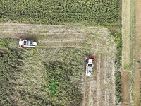 Farmers operate harvesters to harvest mature red sorghum in Suqian, China, on October 26, 2024. (