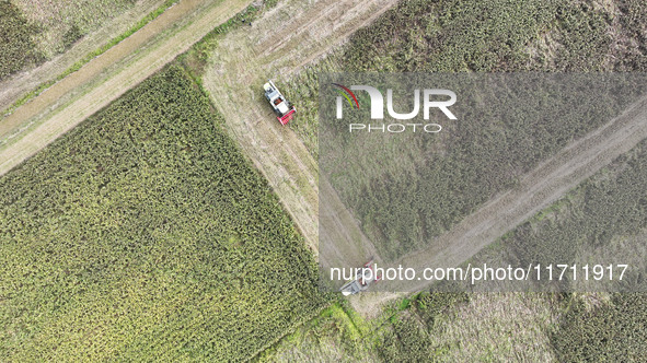 Farmers operate harvesters to harvest mature red sorghum in Suqian, China, on October 26, 2024. 