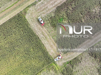 Farmers operate harvesters to harvest mature red sorghum in Suqian, China, on October 26, 2024. (