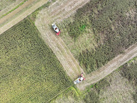 Farmers operate harvesters to harvest mature red sorghum in Suqian, China, on October 26, 2024. (