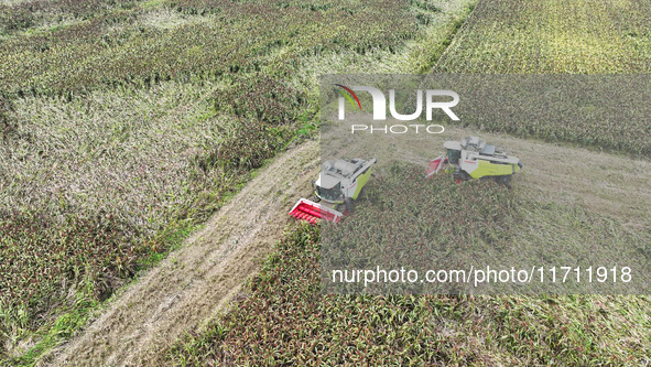 Farmers operate harvesters to harvest mature red sorghum in Suqian, China, on October 26, 2024. 