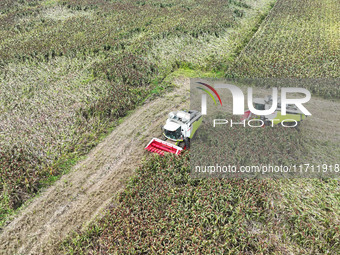 Farmers operate harvesters to harvest mature red sorghum in Suqian, China, on October 26, 2024. (