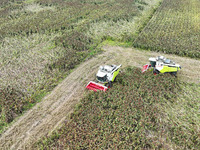 Farmers operate harvesters to harvest mature red sorghum in Suqian, China, on October 26, 2024. (