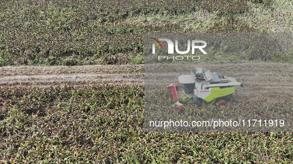 Farmers operate harvesters to harvest mature red sorghum in Suqian, China, on October 26, 2024. 