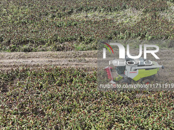 Farmers operate harvesters to harvest mature red sorghum in Suqian, China, on October 26, 2024. (