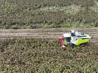 Farmers operate harvesters to harvest mature red sorghum in Suqian, China, on October 26, 2024. (