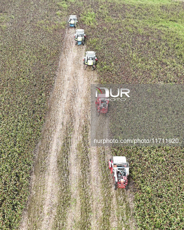 Farmers operate harvesters to harvest mature red sorghum in Suqian, China, on October 26, 2024. 