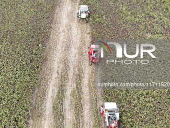 Farmers operate harvesters to harvest mature red sorghum in Suqian, China, on October 26, 2024. (