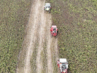 Farmers operate harvesters to harvest mature red sorghum in Suqian, China, on October 26, 2024. (