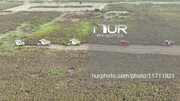 Farmers operate harvesters to harvest mature red sorghum in Suqian, China, on October 26, 2024. 