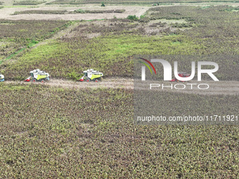 Farmers operate harvesters to harvest mature red sorghum in Suqian, China, on October 26, 2024. (