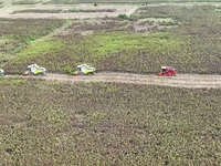 Farmers operate harvesters to harvest mature red sorghum in Suqian, China, on October 26, 2024. (