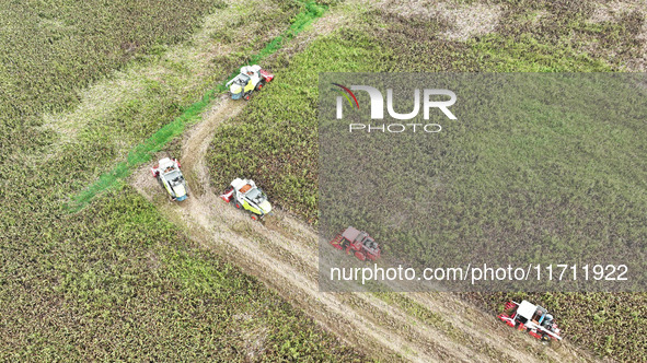 Farmers operate harvesters to harvest mature red sorghum in Suqian, China, on October 26, 2024. 