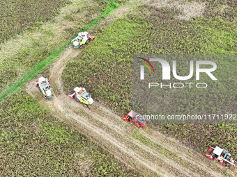 Farmers operate harvesters to harvest mature red sorghum in Suqian, China, on October 26, 2024. (