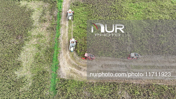 Farmers operate harvesters to harvest mature red sorghum in Suqian, China, on October 26, 2024. 