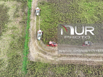 Farmers operate harvesters to harvest mature red sorghum in Suqian, China, on October 26, 2024. (