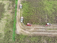 Farmers operate harvesters to harvest mature red sorghum in Suqian, China, on October 26, 2024. (