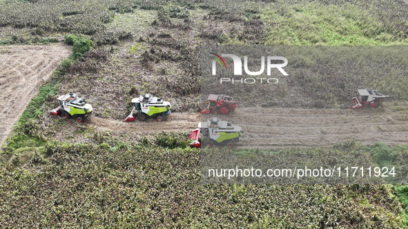 Farmers operate harvesters to harvest mature red sorghum in Suqian, China, on October 26, 2024. 