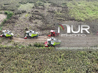 Farmers operate harvesters to harvest mature red sorghum in Suqian, China, on October 26, 2024. (