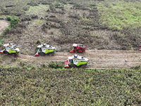 Farmers operate harvesters to harvest mature red sorghum in Suqian, China, on October 26, 2024. (