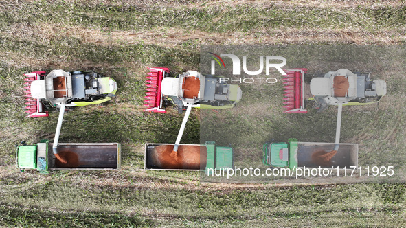 Farmers operate harvesters to harvest mature red sorghum in Suqian, China, on October 26, 2024. 