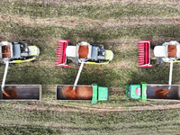 Farmers operate harvesters to harvest mature red sorghum in Suqian, China, on October 26, 2024. (