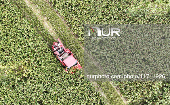 Farmers operate harvesters to harvest mature red sorghum in Suqian, China, on October 26, 2024. 