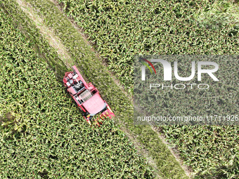 Farmers operate harvesters to harvest mature red sorghum in Suqian, China, on October 26, 2024. (