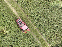 Farmers operate harvesters to harvest mature red sorghum in Suqian, China, on October 26, 2024. (