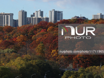 A general view of Don Valley Park as trees display their full autumn colors in Toronto, Ontario, Canada, on October 26, 2024. (