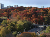 A general view of Don Valley Park as trees display their full autumn colors in Toronto, Ontario, Canada, on October 26, 2024. (