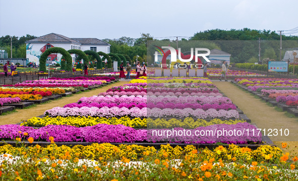 Tourists view chrysanthemums at the Chrysanthemum Garden at Jiangning Lake in Nanjing, China, on October 27, 2024. 