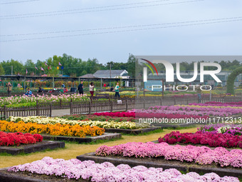 Tourists view chrysanthemums at the Chrysanthemum Garden at Jiangning Lake in Nanjing, China, on October 27, 2024. (