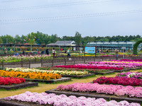 Tourists view chrysanthemums at the Chrysanthemum Garden at Jiangning Lake in Nanjing, China, on October 27, 2024. (