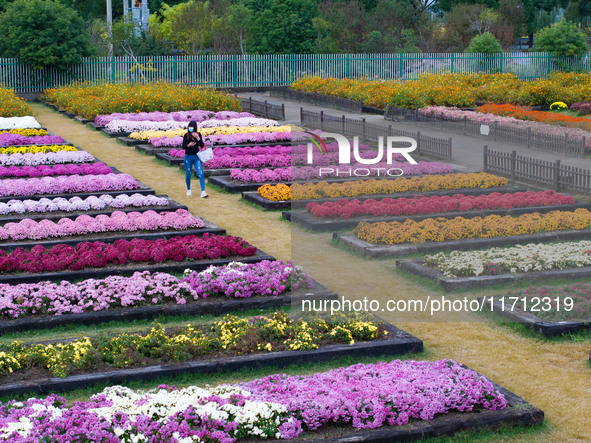 Tourists view chrysanthemums at the Chrysanthemum Garden at Jiangning Lake in Nanjing, China, on October 27, 2024. 